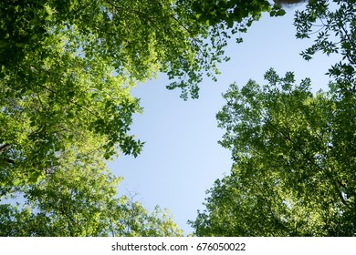 Branches of trees in the view from below into the sky
