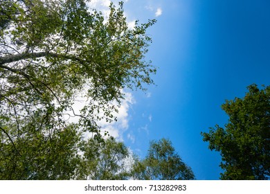 Branches of trees in the view from below into the sky with clouds and blue sky