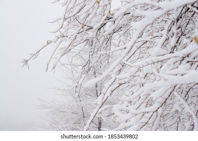 The branches of the trees were covered with the first snow. Snowy forest, winter cold. There is snow on the trees. Fog and clouds in the mountains. Poor visibility due to fog