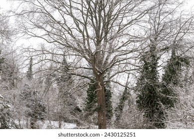 The branches and treetop of a leafless, snow-covered oak tree in an idyllic, lonely and enchanted mixed forest - Powered by Shutterstock
