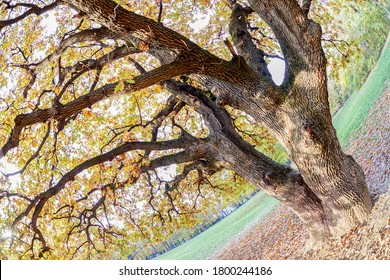  Branches In Treetop Shot With