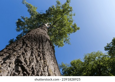 Branches and trunk with rough bark of the old aspen in sunny autumn day, bottom up view along the trunk in selective focus against the clear sky
