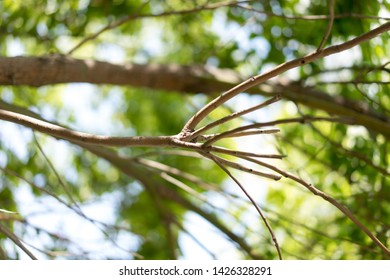 Branches Under the Sun Close up