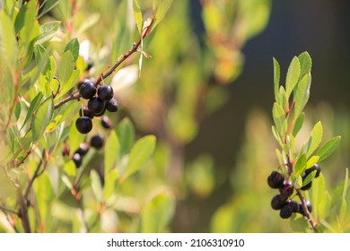 Branches of the undersized shrub Cherry Bessey with fruits and leaves on a hot sunny day in the summer in the garden. Narrow focus, macro. - Shutterstock ID 2106310910
