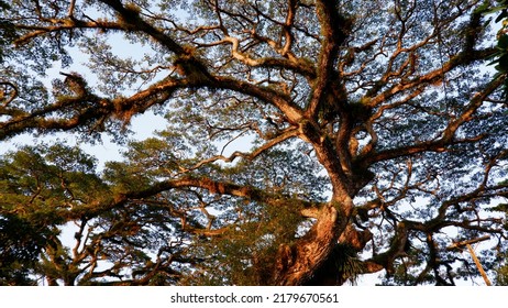 The Branches Of A Very Old Tree