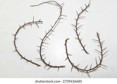 A branches with very sharp thorns in white background. Thorns for the frame to use in design