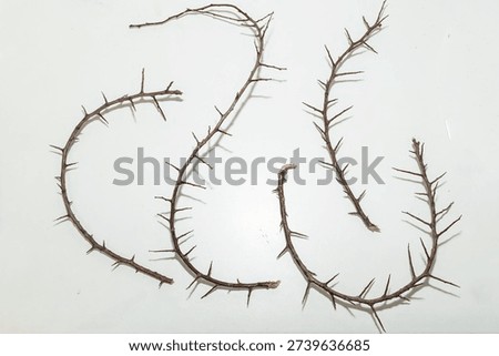 A branches with very sharp thorns in white background. Thorns for the frame to use in design