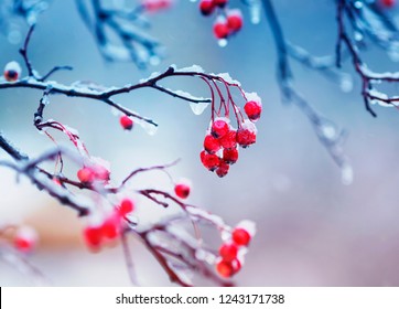 Branches Of Viburnum With Bright Juicy Red Clusters Of Berries Are Covered With Ice And Snow During A Cold Rain In The Winter Garden