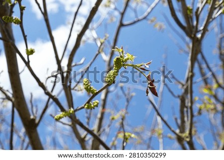 Branches of a walnut tree in spring display fresh green leaves and young fruit under a clear blue sky with fluffy white clouds