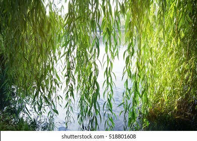 Branches of weeping willow near lake in beautiful park