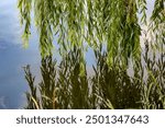 Branches of weeping willow touching water surface in summer. willow branches touch the water reflection in the water