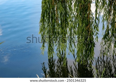 Branches of weeping willow touching water surface in summer. willow branches touch the water reflection in the water