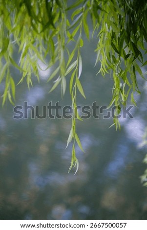Branches Of A Weeping Willow Tree Hanging Over The Calm Waters Of The River Cam Near Grantchester, With Shallow Depth Of Focus