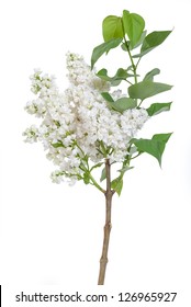 Branches Of White Lilac Isolated On White Background