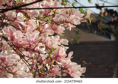 Branches of White and Pink Magnolia flowers on a grey slate roof background during the sunset