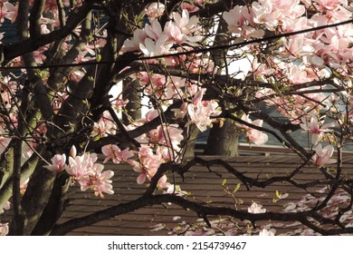 Branches of White and Pink Magnolia flowers on a grey slate roof background during the sunset
