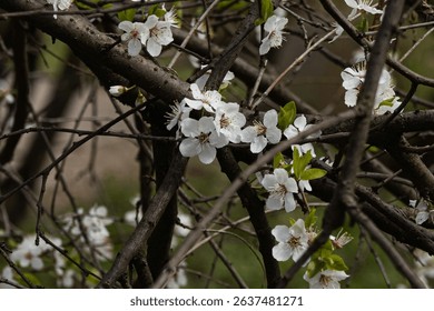 Branches of a white-blossoming spring tree.