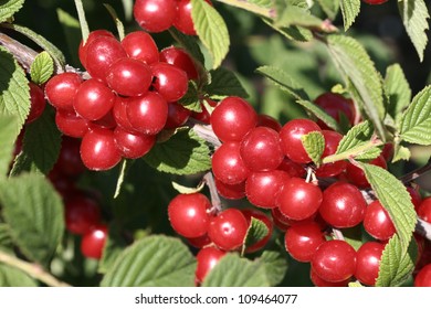 Branches Of A Wild Cherry