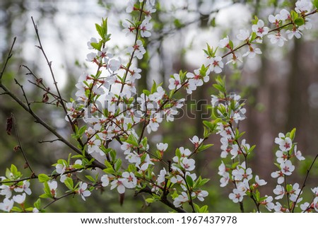 Branches of wild growing cherry tree with flowers and fresh young leaves in forest on a blurred background  
