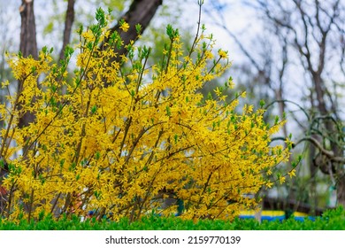 Branches of Yellow flowering Forsythia on a blurred background of an urban environment. Background with copy space for text or inscription