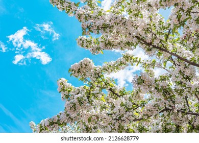 Branches Of A Young Apple Tree Studded With White And Pink Flowers Against A Blue Sky In New England Spring. Portsmouth, New Hampshire, USA