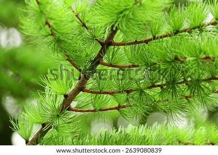 branches with young needles European larch Larix decidua.