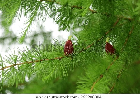 branches with young needles European larch Larix decidua. a young bump on a branch