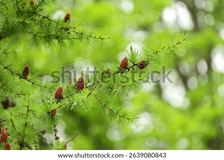branches with young needles European larch Larix decidua. a young bump on a branch