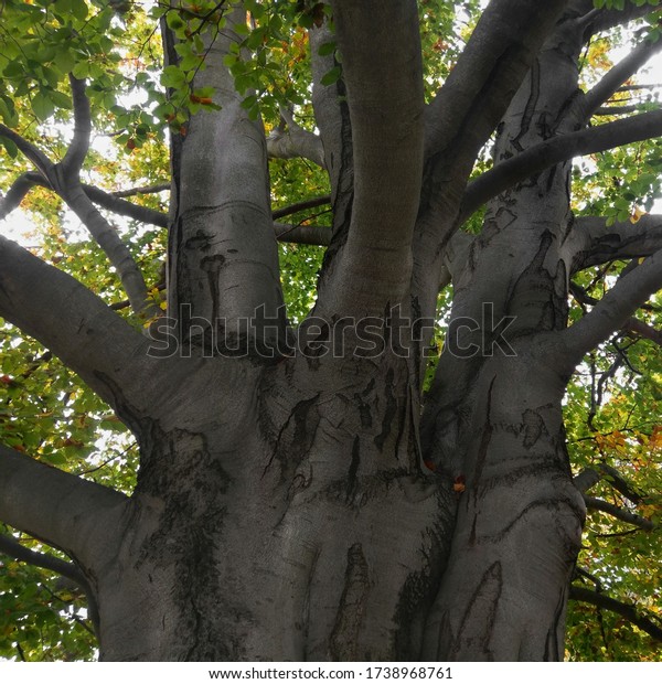 Branching of the old beech tree\
trunk. A massive tree trunk is divided into many thick branches\
forming together with the trunk the basic structure of the\
tree.