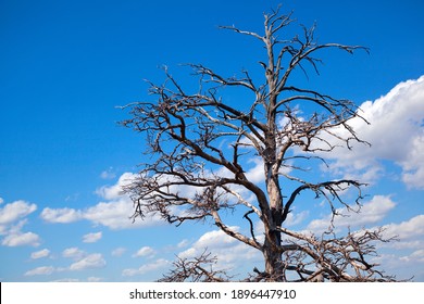 A branching tree against a blue sky with clouds
