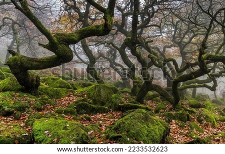 Branching trees in a mossy autumn forest. Autumn mossy forest trees. Autumn branchy trees in moss. Autumn moss on branched trees Foto d'archivio © 