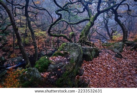 Branching trees in a mossy autumn forest. Autumn forest branchy trees. Moss on branched trees in autumn forest. Autumn forest scene Foto d'archivio © 