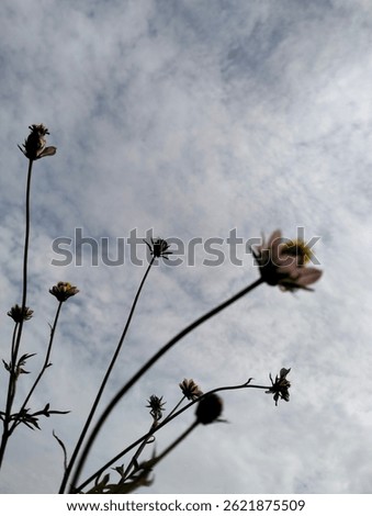 Branchs and flowers make A beautiful silhouette