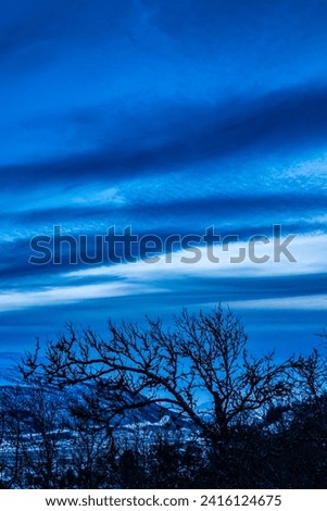 Branchy dark tree beneath moody blue sky