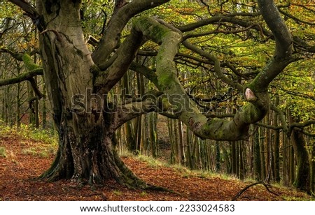 A branchy tree in the autumn forest. Autumn forest branchy tree. Branchy tree trunk in autumn forest. Autumn forest branchy tree view Foto d'archivio © 