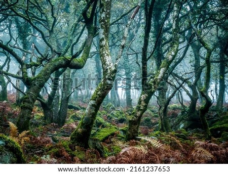 Branchy trees in a misty forest. Mossy branchy forest. Branchy forest trees in moss. Branchy trees in moss Foto d'archivio © 