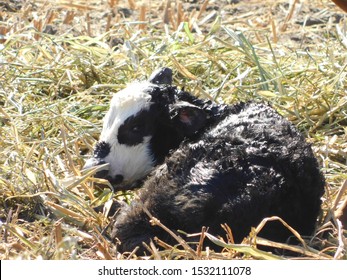 A Brand New Baby Calf In Nebraska