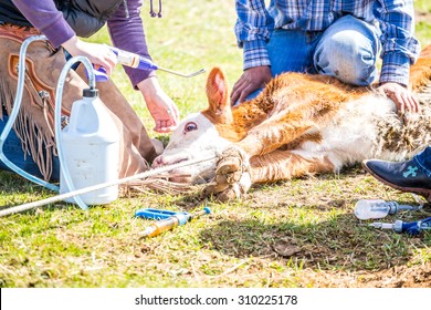 Branding Newly Born Calves On The Farm By Cowboys