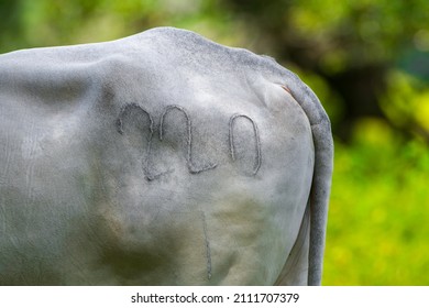 Branding Number On Cattle  Or Livestock