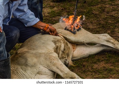 Branding A Young Steer Or Cow With A Hot Branding Iron In A Cloud Of Smoke As It Is Applied To The Hide