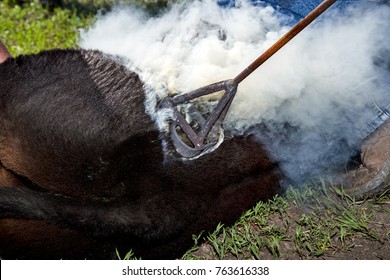 Branding A Young Steer Or Cow With A Hot Branding Iron In A Cloud Of Smoke As It Is Applied To The Hide