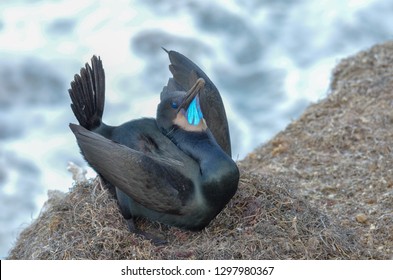 Brandts Cormorant In A Nest