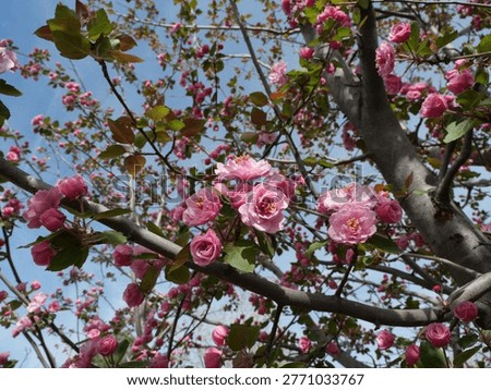 Brandywine Crabapple Tree in Full Bloom (Malus ‘Brandywine’) Against Blue Sky, Colorado Spring