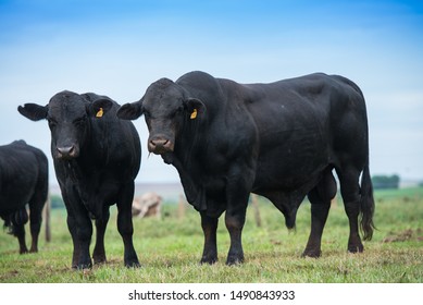 Brangus Preto cattle, in natural pasture, bulls of high genetic in Brazil.