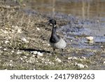 The brant or brent goose (Branta bernicla). Smaller species of goose. Scene from conservation area of ​​Wisconsin 