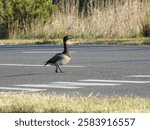 A brant goose making its way across a road within the Sandy Hook, Gateway National Recreation Area, Monmouth County, New Jersey.