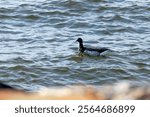 A Brant, a type of small goose, is seen swimming in the Raritan Bay off the coast of Sandy Hook in New Jersey.