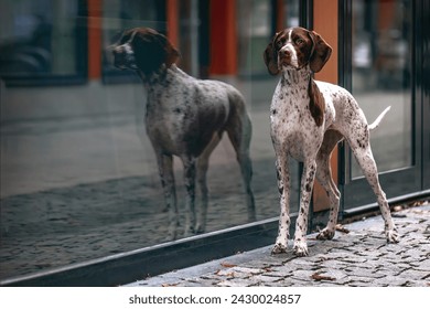 A braque francais dog in a city in front of a window