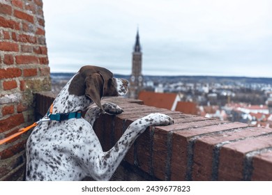 A braque francais dog enjoying rooftop view at a city