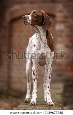 A braque francais dog in front of a red brick wall